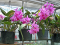 Orchideen aus eigener Produktion